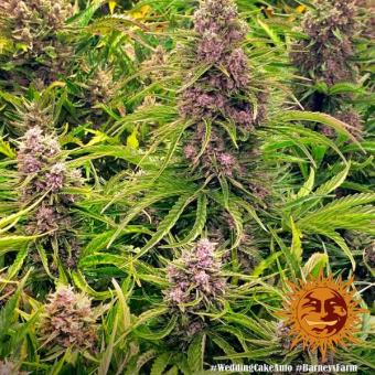 Wedding Cake Auto - картинка 6