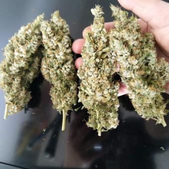 Auto Lemon Kix - картинка 5