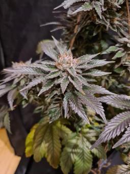 Gelato genetics - картинка 4