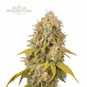 Santa Marta Haze - картинка 1