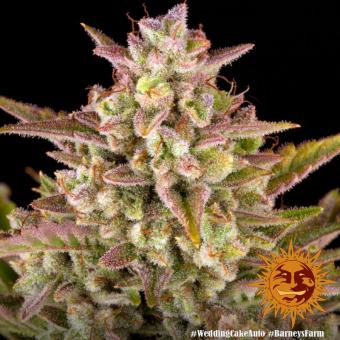 Wedding Cake Auto - картинка 3