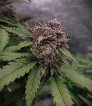 Orange Sherbet Auto - картинка 5