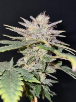 Gelato genetics - картинка 3