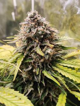 Bruce Banner Auto - картинка 3
