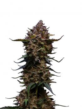 Total Cheese Auto (aka Super Cheese Auto)