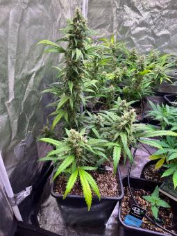 Gorilla Girl XL Auto - картинка 3