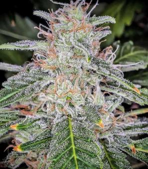 Blue Dream Auto - картинка 2