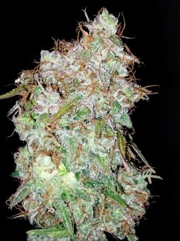Auto Black Cherry Punch - картинка 4