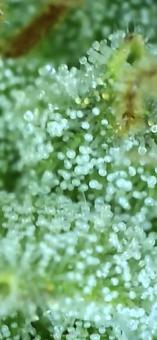 Gorilla Girl XL Auto - картинка 6