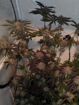 Mimosa - картинка 5
