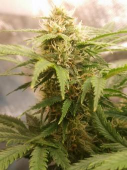 Amnesia Haze Auto - картинка 3