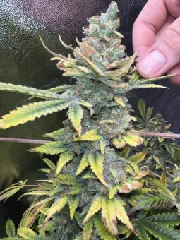 Super Silver Haze - картинка 4