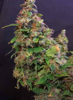Jack Herer Auto - картинка 4