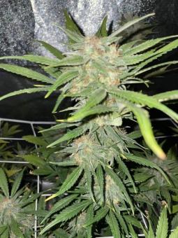 Northern Lights Auto - картинка 6