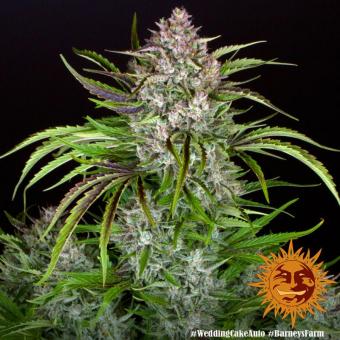 Wedding Cake Auto - картинка 10