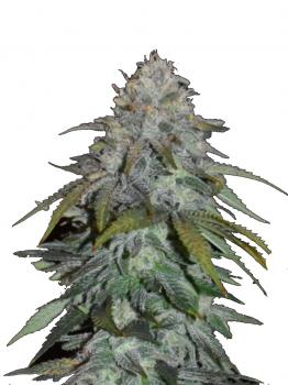 Skunk #1 Auto