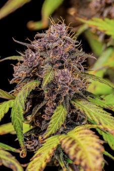 Lemon Cherry Cookies Auto - картинка 7