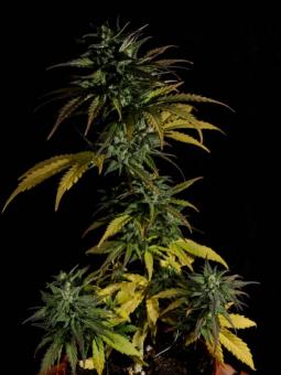 Cinderella Auto - картинка 7