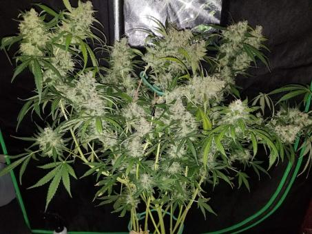 Auto Fresh Candy - картинка 5