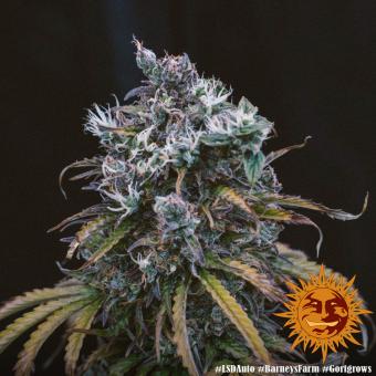 LSD Auto - картинка 5