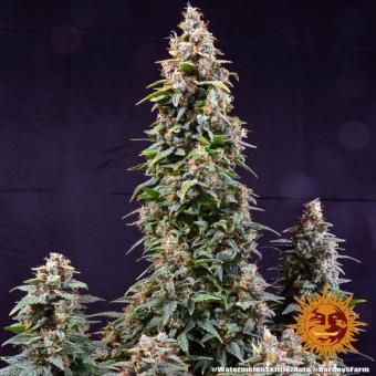 Watermelon Zkittlez Auto - картинка 9