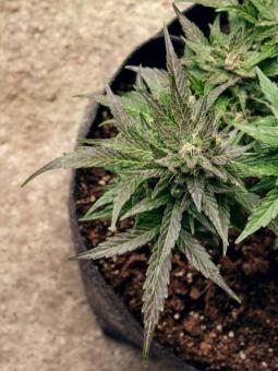 Auto THC-Victory - картинка 3