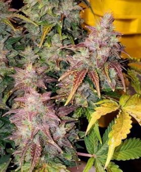 Skunk Auto - картинка 3