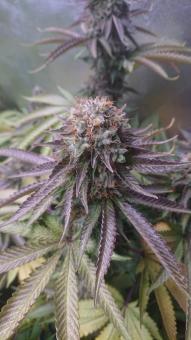 Sweet Valley Kush - картинка 3