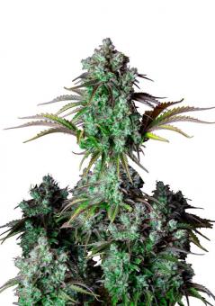 Big Bud Auto - картинка 9