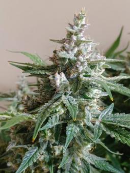 Sweet Bourbon Auto Kush - картинка 7