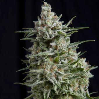 Anesthesia - картинка 4