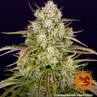 Wedding Cake Auto - картинка 7