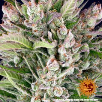 Gorilla Zkittlez Auto - картинка 5