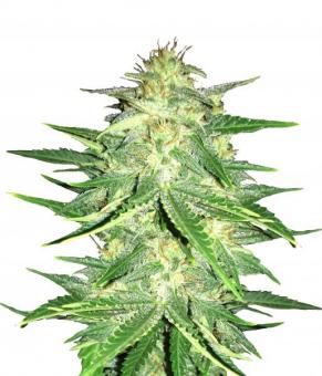 Lemon AK Auto - картинка 1