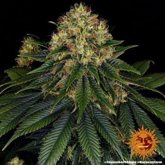 Skywalker OG Auto - картинка 11