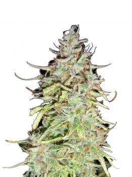 Girl Scout Cookies Auto