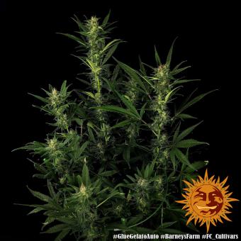 Glue Gelato Auto - картинка 5