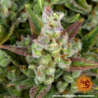 Gorilla Zkittlez Auto - картинка 4