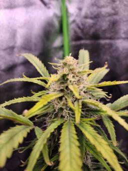 Big Bud Auto - картинка 6