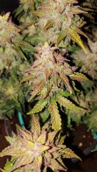 Skunk Auto - картинка 11