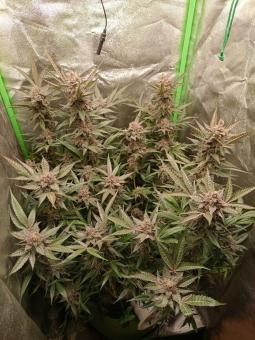 Superior XXL Auto Mix - картинка 4