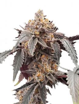 Guava x Gelato 41 Auto - картинка 7