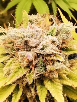 Original Glue Auto - картинка 5