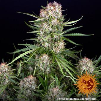 Wedding Cake Auto - картинка 8