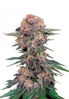 Cherry Cola Auto - картинка 1