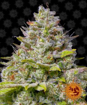 Blue Gelato 41 - картинка 12