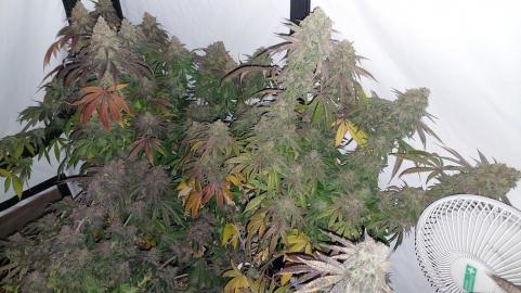 Super Lemon Haze x GMO - картинка 4