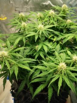 Amnesia Haze Auto - картинка 9