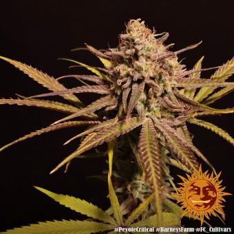 Peyote Critical - картинка 6