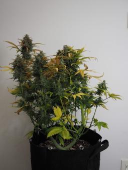 Big Devil XL Auto - картинка 7